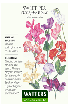 Sweet Pea Seed Packet | Prescott eNews