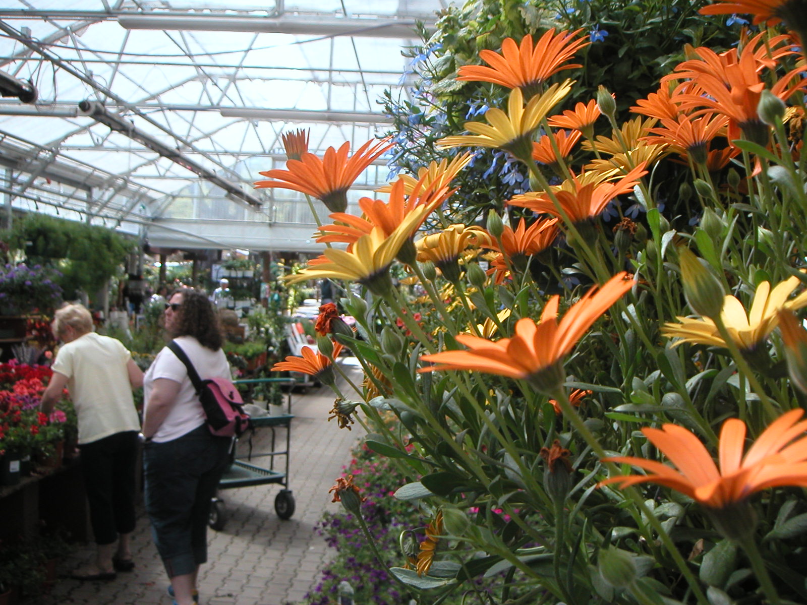 Picture of Ken Davis | Watters Garden Center