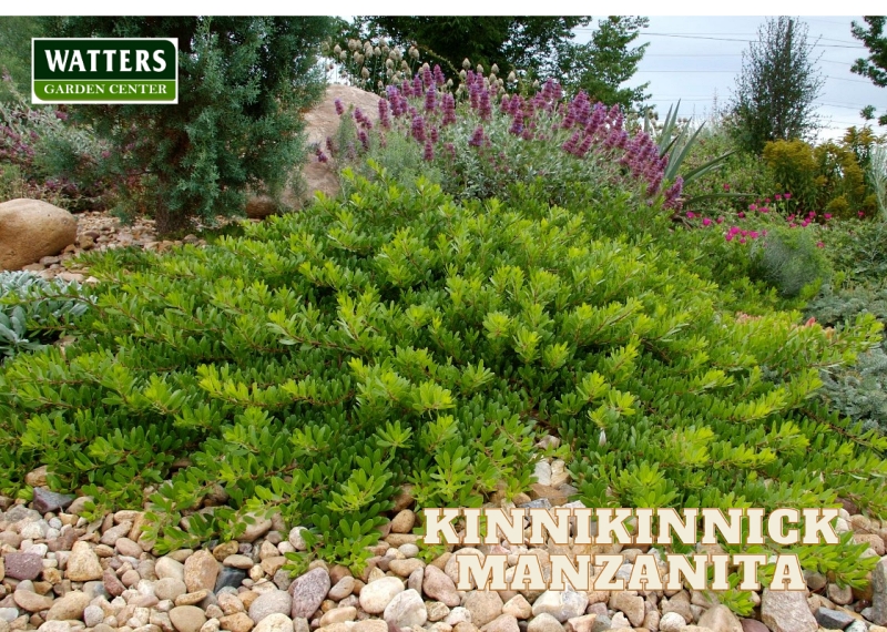 Southwest To Life 8 Stunning Plants For A Native Landscape Ken Lain 
