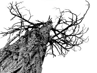 Picture of Riger Rilelbush