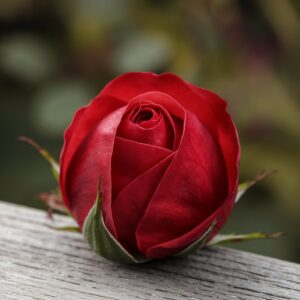 Picture of Aylin Rosebud